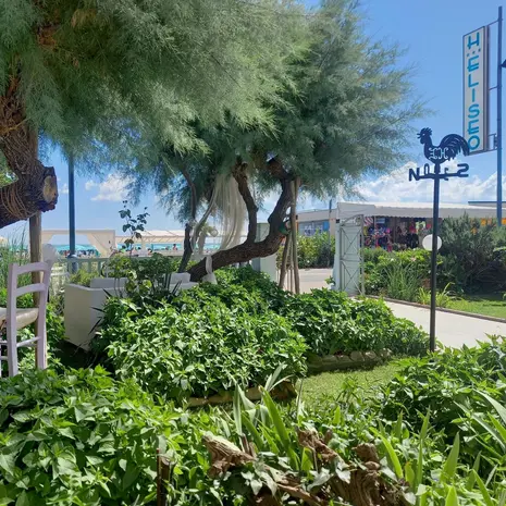 Giardino fronte mare Hotel Eliseo Giardino fronte mare Hotel Eliseo