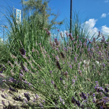 Lavanda Giardino Hotel Eliseo