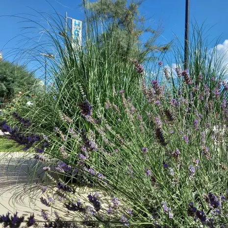 Lavanda Giardino Hotel Eliseo Lavanda Giardino Hotel Eliseo